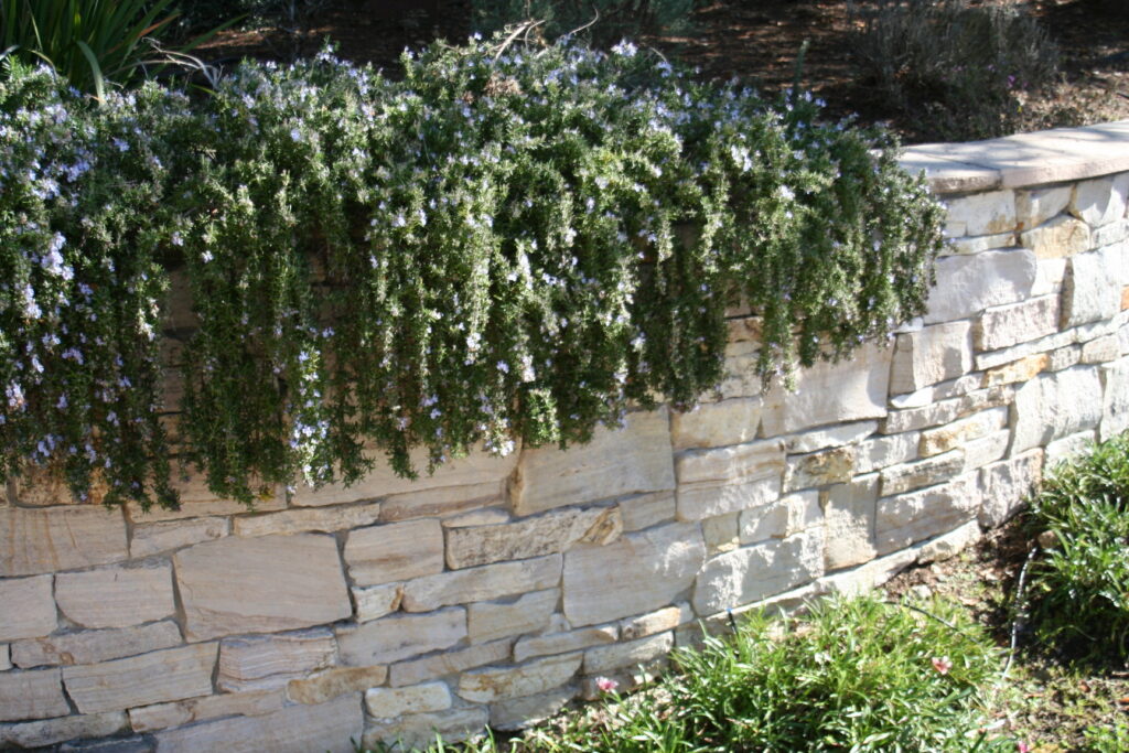 cut stone veneer for a retaining wall with rosemary bush draping over the ledge