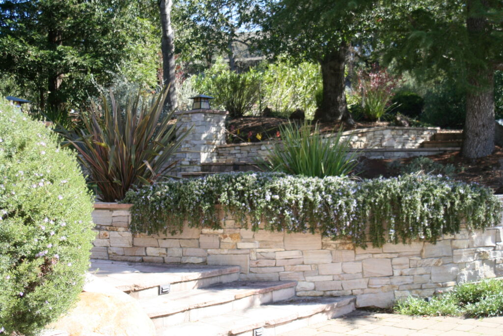 cut stone veneer for retaining walls and steps leading into a graded backyard in Santa Rosa, CA